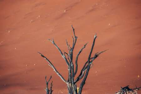 Photo of old trees in the stunning and beautiful Deadvlei, Sossusvlei, Namibiaの写真素材