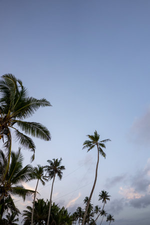 Palm tree swing above ocean at Dalawella Beach, Unawatuna, Sri Lanka,の写真素材
