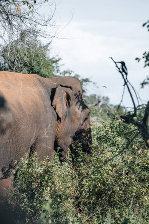 Wild Sri Lankan Elephant during safari game drive in Udawalawa National Parkの写真素材