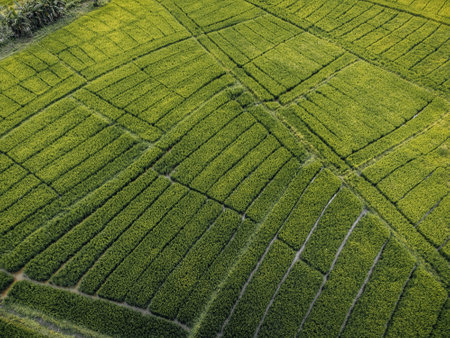 Aerial Photo of green Rice fields in the countryside of Sri Lanka