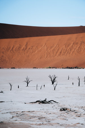 Photo of old trees in the stunning and beautiful Deadvlei, Sossusvlei, Namibiaの写真素材
