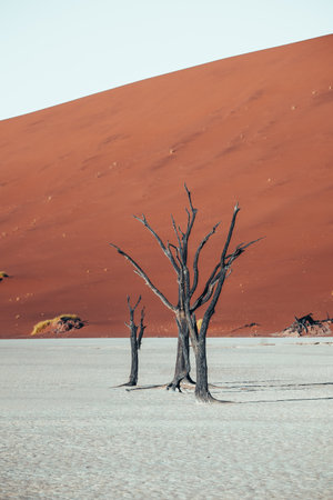 Photo of old trees in the stunning and beautiful Deadvlei, Sossusvlei, Namibiaの写真素材