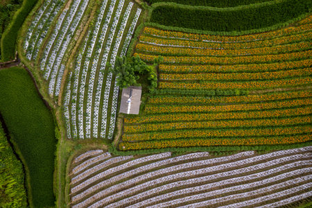 Top Down texture details of Hut in Marigold Flowers in Sidemen Bali Indonesiaの写真素材
