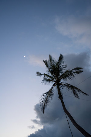 Sunset with palm trees silhouette and the moon in Sri Lankaの写真素材
