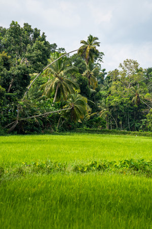 Green Lush Rice fields in the countryside of Sri Lankaの写真素材