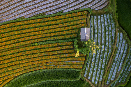 Top Down texture details of Hut in Marigold Flowers in Sidemen Bali Indonesiaの写真素材