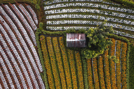 Top Down texture details of Hut in Marigold Flowers in Sidemen Bali Indonesiaの写真素材