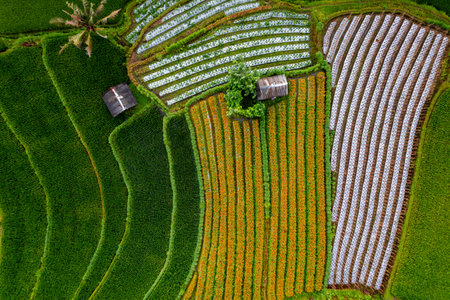 Top Down texture details of Hut in Marigold Flowers in Sidemen Bali Indonesiaの写真素材