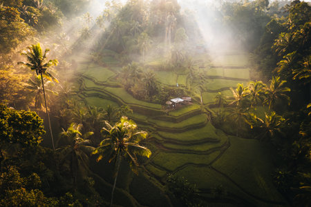 Aerial drone view of Tegallalang Rice fields terraces in Ubud, Bali, Indonesiaの写真素材