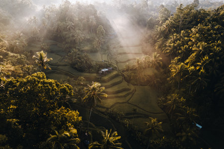 Aerial drone view of Tegallalang Rice fields terraces in Ubud, Bali, Indonesiaの写真素材