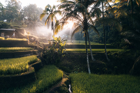 Aerial drone view of Tegallalang Rice fields terraces in Ubud, Bali, Indonesiaの写真素材
