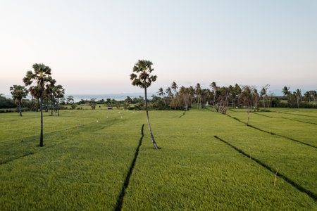 Aerial View of rice fields palm trees in Kupang, East Nusa Tenggara, Indonesia