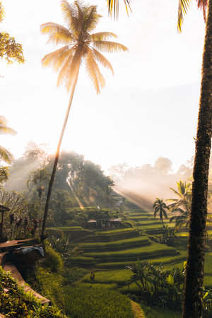 Morning view of Tegallalang Rice fields terraces in Ubud, Bali, Indonesiaの写真素材