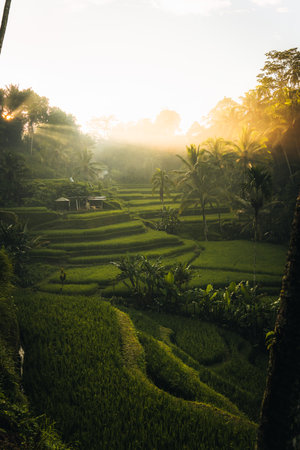 Morning view of Tegallalang Rice fields terraces in Ubud, Bali, Indonesiaの写真素材
