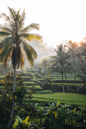 Morning view of Tegallalang Rice fields terraces in Ubud, Bali, Indonesiaの写真素材
