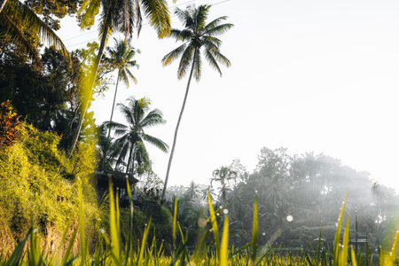 Morning view of Tegallalang Rice fields terraces in Ubud, Bali, Indonesiaの写真素材