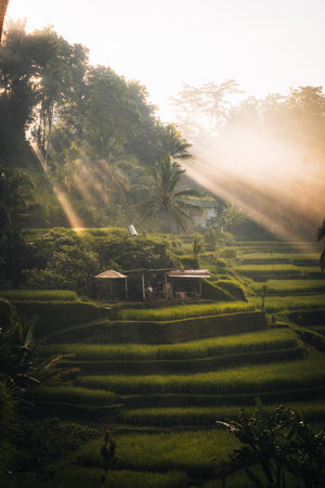 Morning view of Tegallalang Rice fields terraces in Ubud, Bali, Indonesiaの写真素材