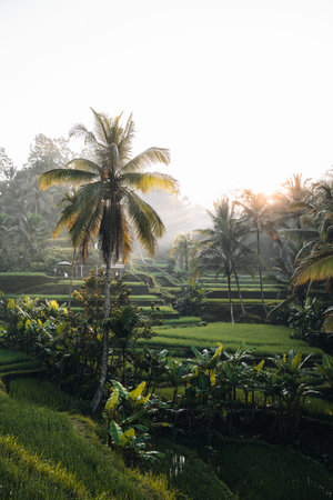 Morning view of Tegallalang Rice fields terraces in Ubud, Bali, Indonesiaの写真素材