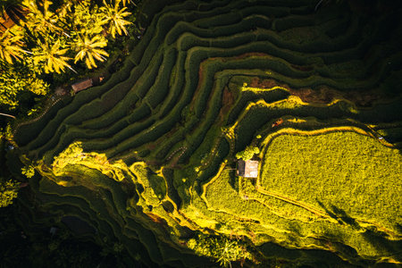 Aerial drone view of Tegallalang Rice fields terraces in Ubud, Bali, Indonesiaの写真素材