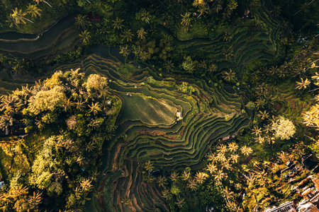 Aerial drone view of Tegallalang Rice fields terraces in Ubud, Bali, Indonesiaの写真素材