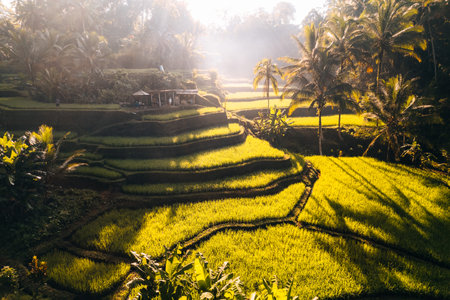 Aerial drone view of Tegallalang Rice fields terraces in Ubud, Bali, Indonesiaの写真素材