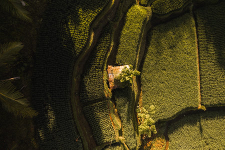 Aerial drone view of Tegallalang Rice fields terraces in Ubud, Bali, Indonesiaの写真素材