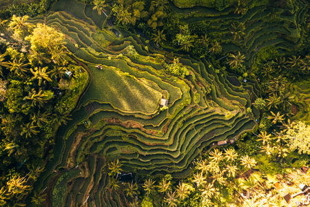 Aerial drone view of Tegallalang Rice fields terraces in Ubud, Bali, Indonesiaの写真素材