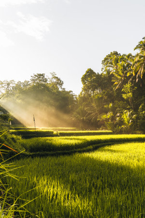 Morning view of Tegallalang Rice fields terraces in Ubud, Bali, Indonesia
