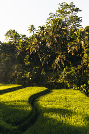 Morning view of Tegallalang Rice fields terraces in Ubud, Bali, Indonesia