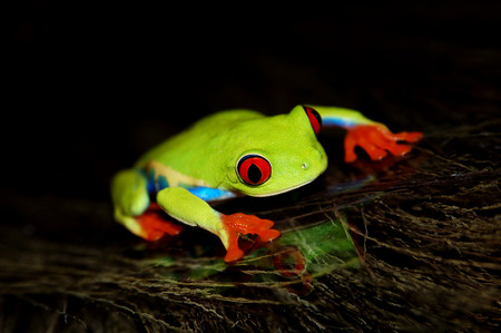 red eyed tree frog .Agalychnis callidrias a tropical amphibian from the rain forest of Costa Rica and Panama. Beautiful jungle animal.の写真素材