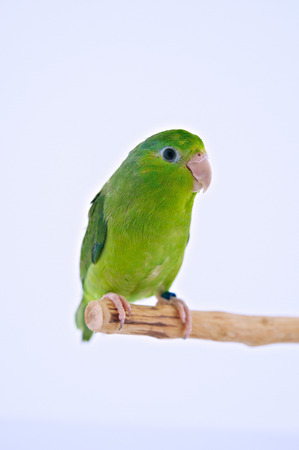 Bird stand on the branch with white background.