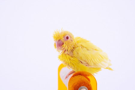 Bird stand on the perch with white background.の写真素材