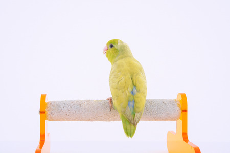 Bird stand on the perch with white background.の写真素材