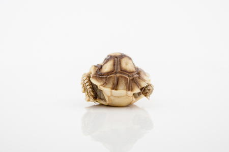 African Spurred Tortoise (Geochelone sulcata) isolated on white background.の写真素材