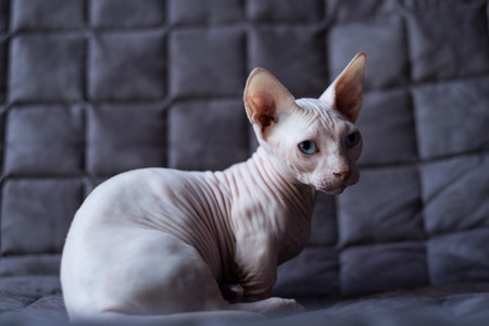 Bambino is sitting on a sofa. He is a breed of cat that was created as a cross between the Sphynx and the Munchkin breeds.の写真素材