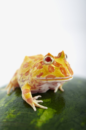 Argentine Horned Frog (Ceratophrys ornata) is on watermelon, also known as the Argentine wide-mouthed frog or ornate pacman frog, from the grasslands of Argentina, Uruguay and Brazil.の写真素材