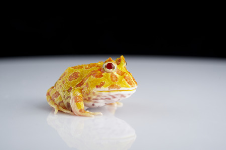 Argentine Horned Frog (Ceratophrys ornata), also known as the Argentine wide-mouthed frog or ornate pacman frog, from the grasslands of Argentina, Uruguay and Brazil.の写真素材