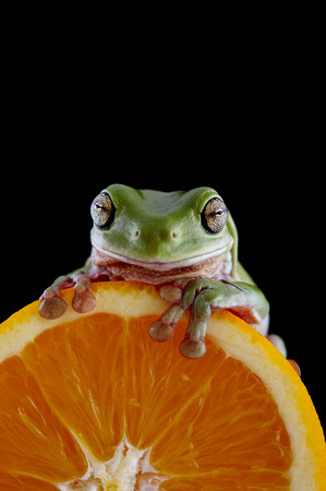 White's tree frog (Litoria caerulea) is on a fresh orange, from species of tree frog native to Australia and New Guinea.の写真素材