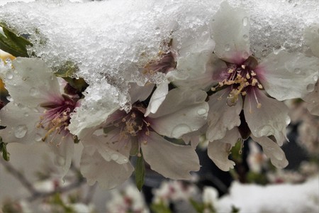flowers covered with iceの写真素材