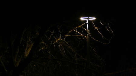 Lamp in the park at nightの写真素材