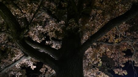 Tree in the parkの写真素材