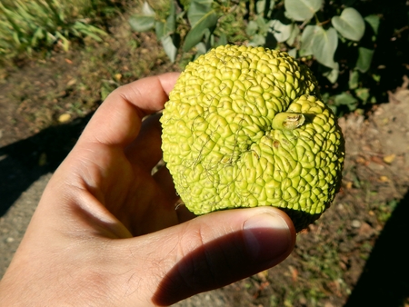 Maclura pomifera horse appleの写真素材