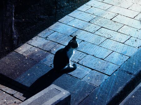 Kitten in fairy dustの写真素材