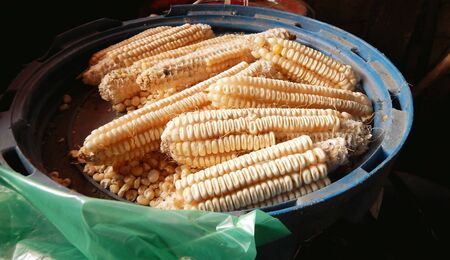 cornsの写真素材