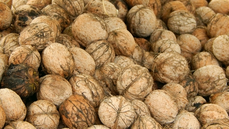 walnutsの写真素材