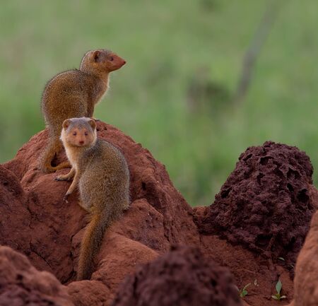 Two cute dwarf mongooses on a termite moundの写真素材