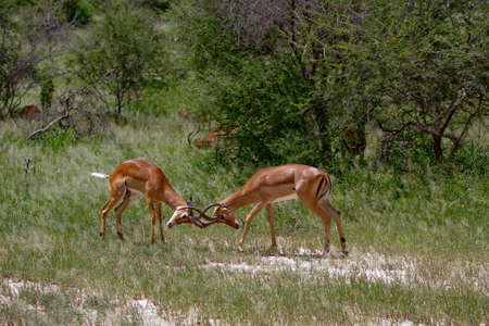 Two impala fighting in the mating seasonの写真素材