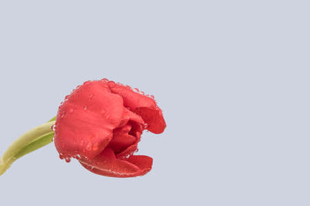 An isolated red tulip with rain drops against a blue backgroundの写真素材