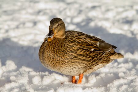 A female duck standing in the snowの写真素材