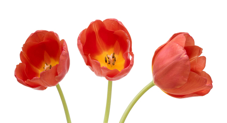 Three red tulips on a clean white backgroundの写真素材